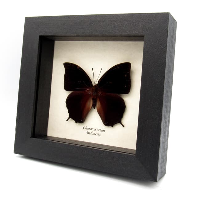Real Black Rajah butterfly framed taxidermy - Charaxes setan