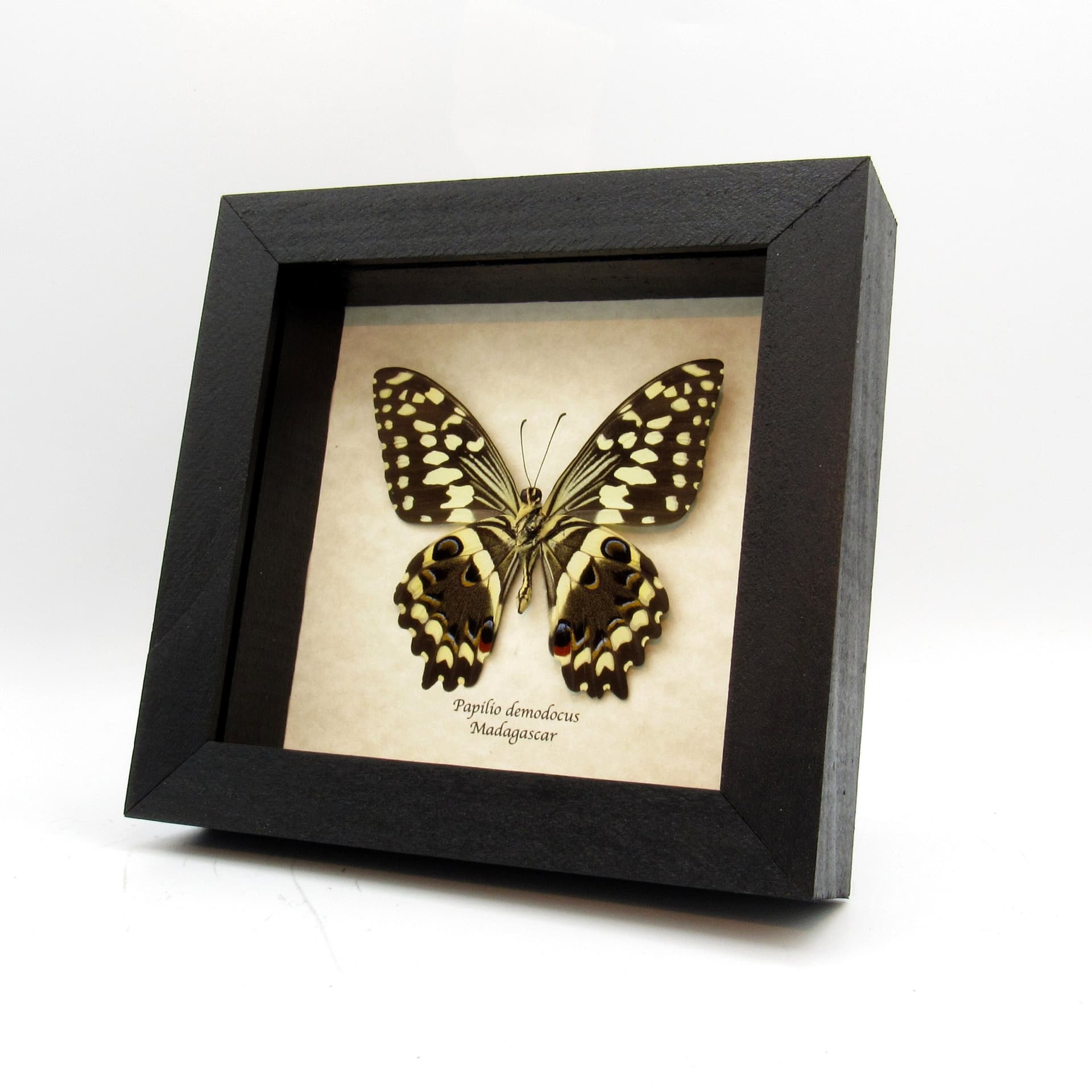 Real framed Swallowtail butterfly taxidermy - Papilio demodocus