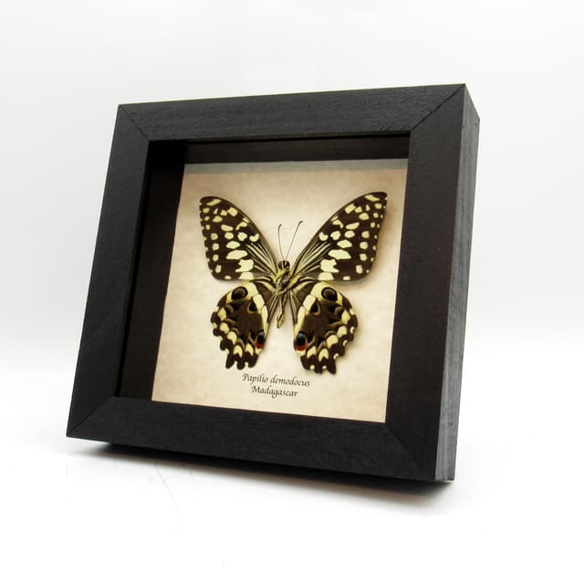 Real framed Swallowtail butterfly taxidermy - Papilio demodocus