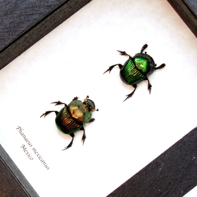 Real metallic dung beetles framed taxidermy - Phanaeus mexicanus - M+F pair