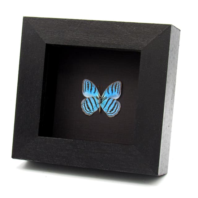 Rare metallic blue framed taxidermy butterfly - Euptychia cephus