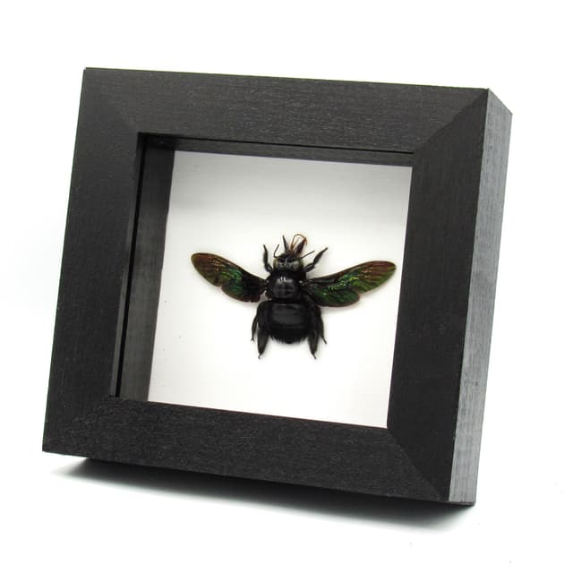 Real Giant Carpenter Bee framed taxidermy - Xylocopa latipes - female