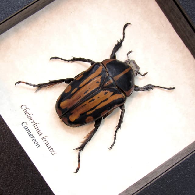 Rare African Scarab beetle framed taxidermy - Chelorrhina kraatzi - female
