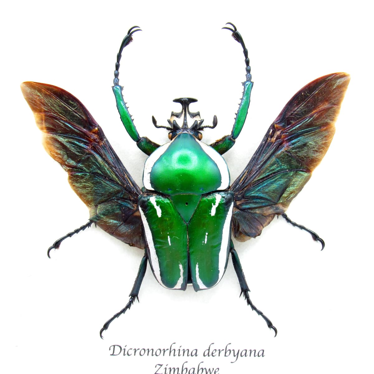 Green metallic scarab beetle framed taxidermy - Dicronorhina derbyana - very large