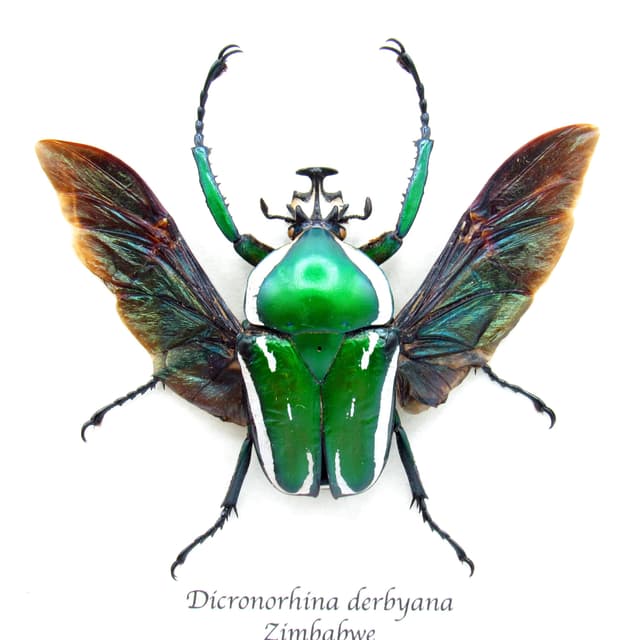 Green metallic scarab beetle framed taxidermy - Dicronorhina derbyana - very large
