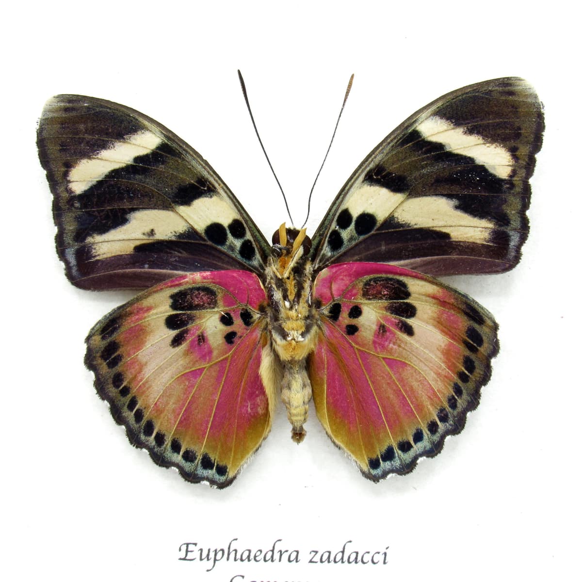 Rare Zaddach's Mimic Forester butterfly framed specimen - Euphaedra zadacci