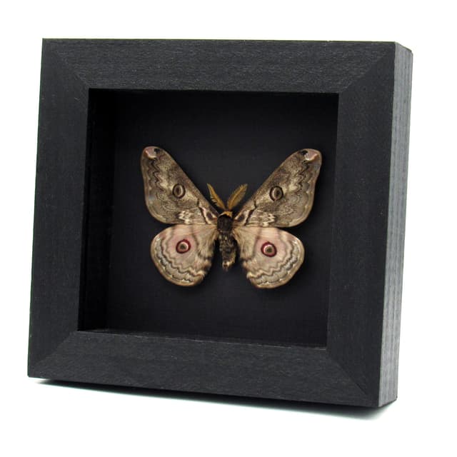 Rare Saturn moth framed taxidermy - Caligula lindia
