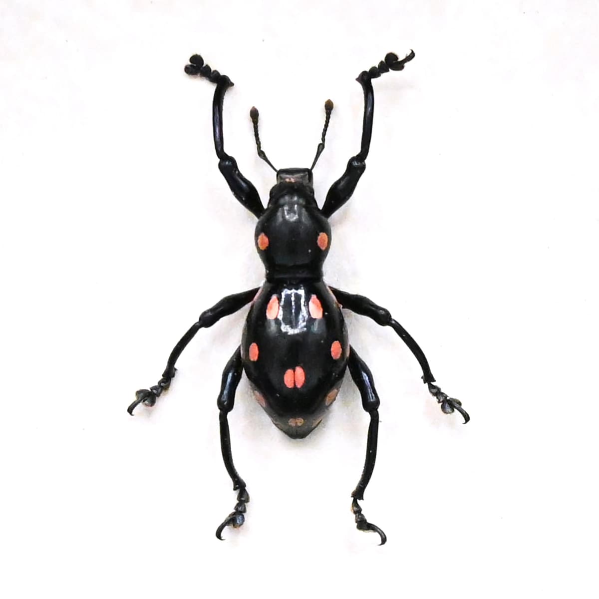 WEEVIL MANIA - Real pink beetle framed taxidermy - Pachyrhynchus smaragdinus