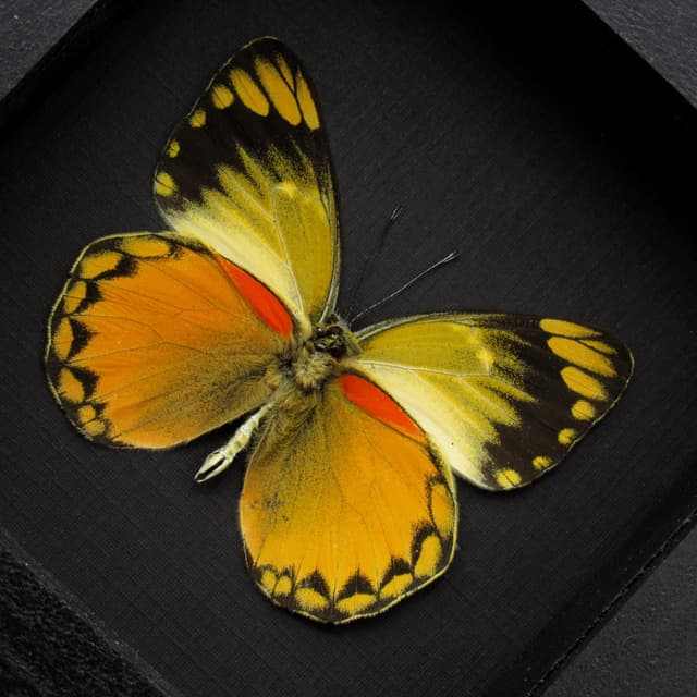 Real butterfly framed taxidermy - Delias aurantiaca