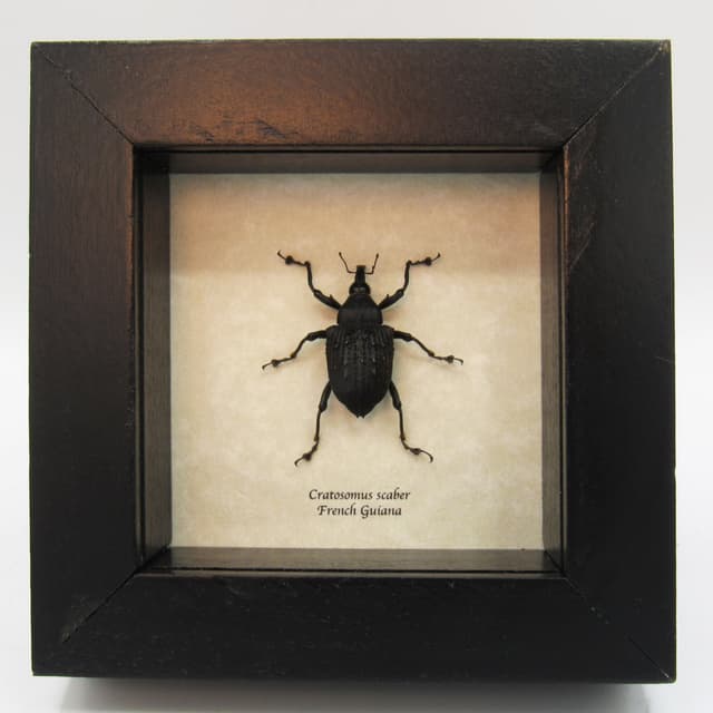 Rare armored weevil framed taxidermy - Cratosomus scaber