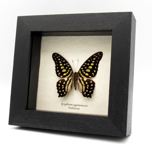 Real green Tailed Jay butterfly framed taxidermy - Graphium agamemnon