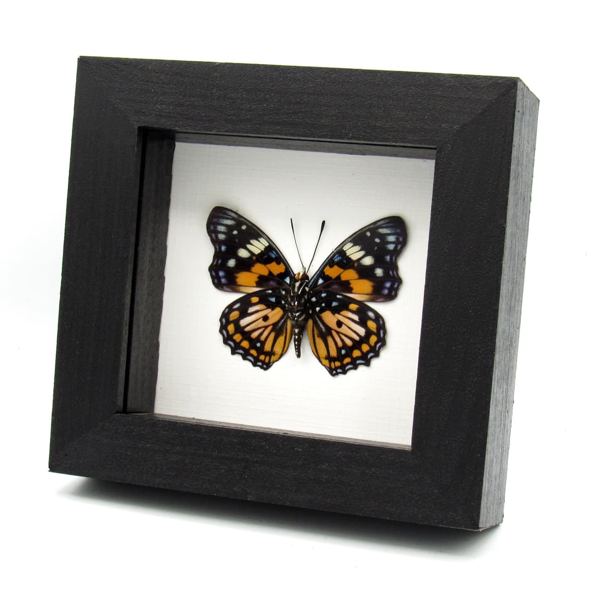 Real framed taxidermy stained glass butterfly - Sephisa chandra