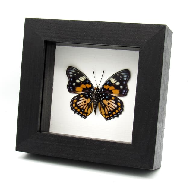 Real framed taxidermy stained glass butterfly - Sephisa chandra