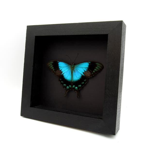 Real framed Peacock Swallowtail butterfly taxidermy - Papilio lorquinianus - Victorian mount