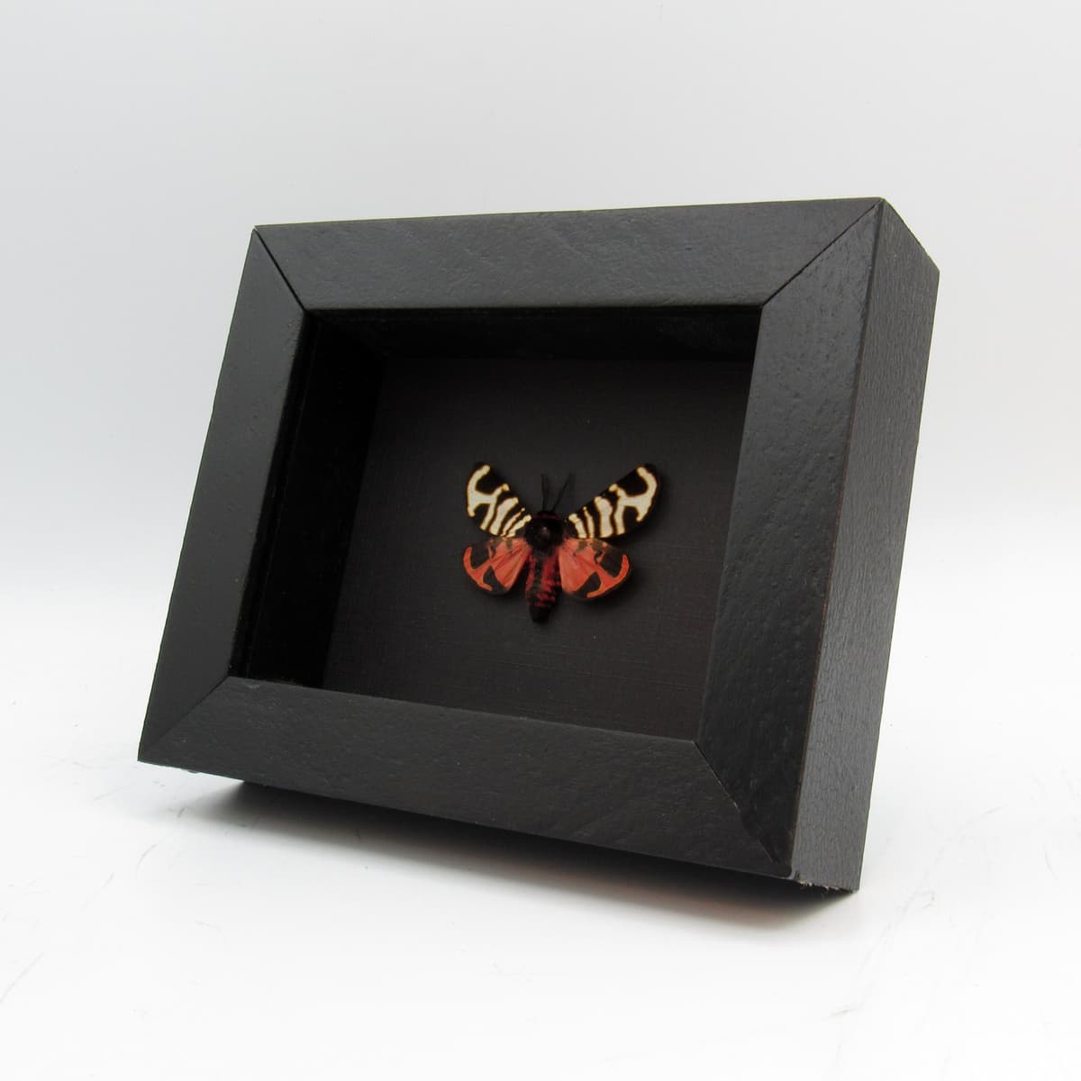 Real red tiger moth framed taxidermy - Arctia festiva