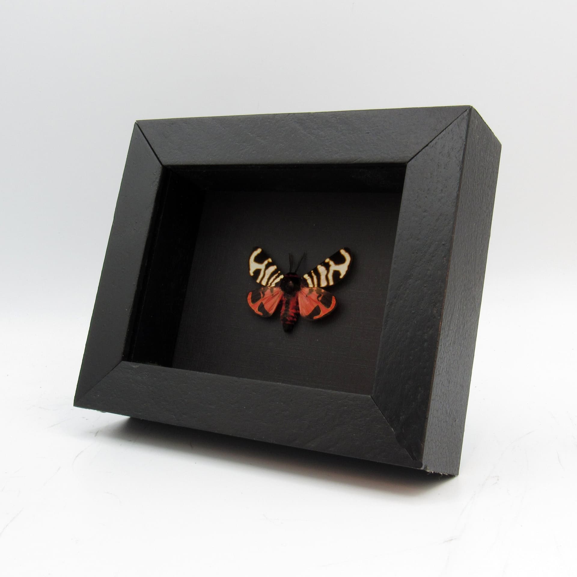 Real red tiger moth framed taxidermy - Arctia festiva