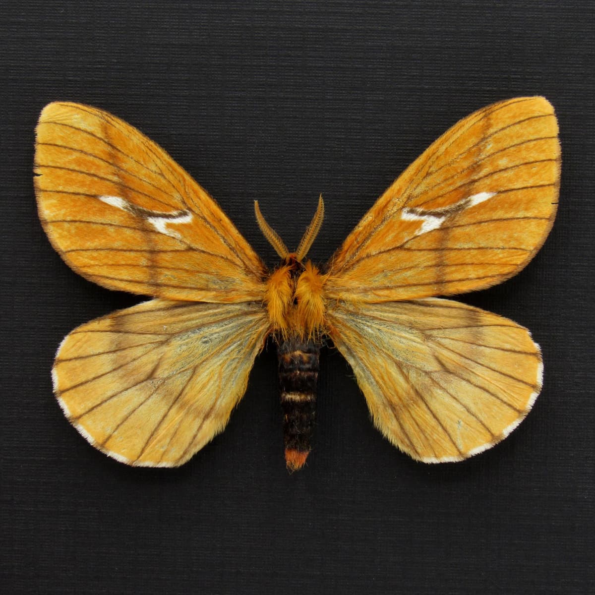 Rare yellow moth framed taxidermy - Cerodirphia nadiana