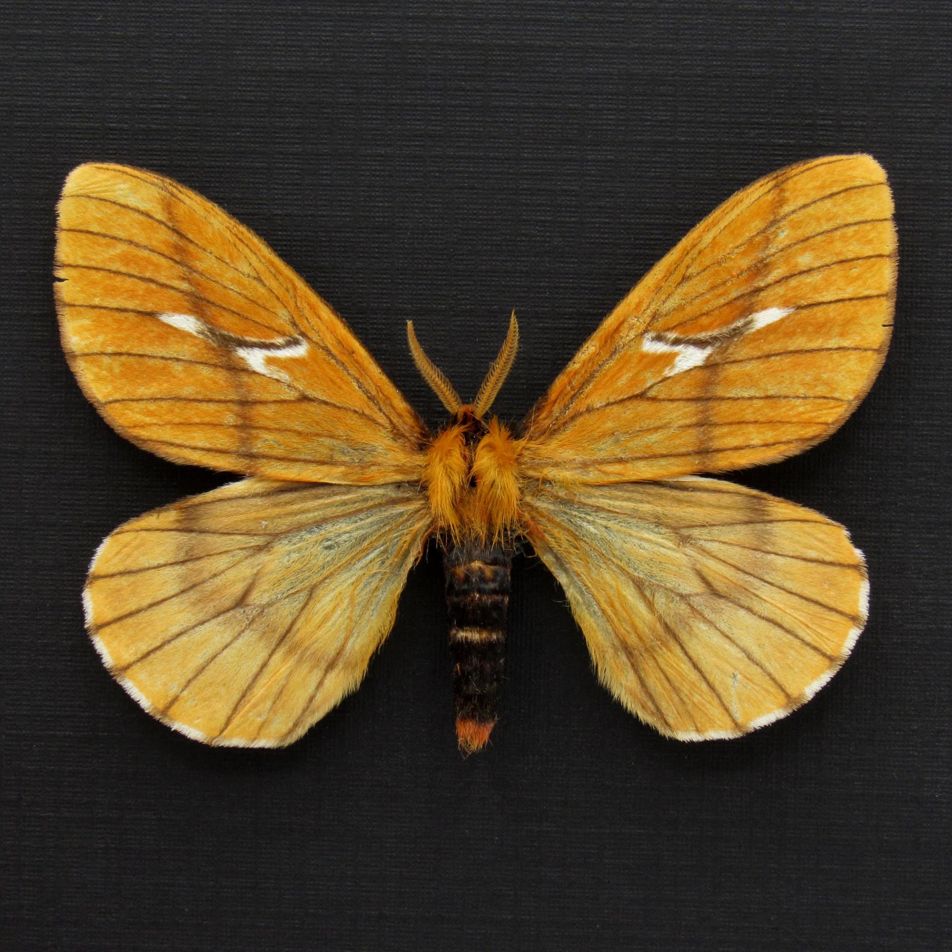 Rare yellow moth framed taxidermy - Cerodirphia nadiana