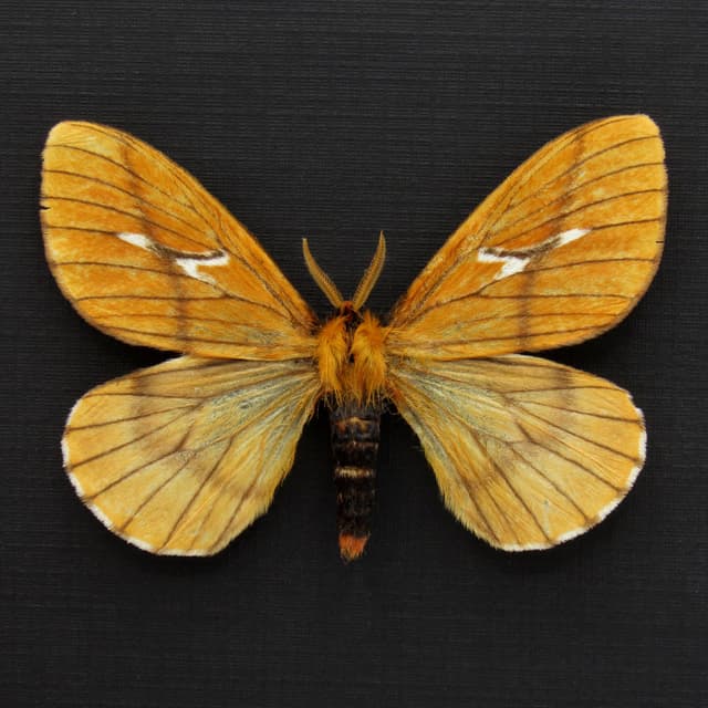 Rare yellow moth framed taxidermy - Cerodirphia nadiana