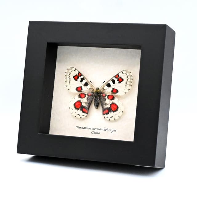 Very rare red Snow Apollo butterfly framed specimen - Parnassius nomion koiwayai - female