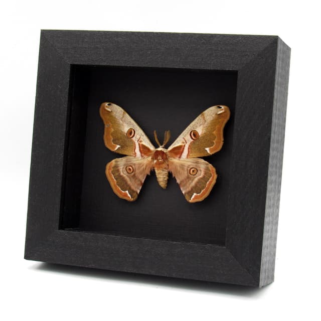 Real Saturn moth framed taxidermy - Caligula jonasi