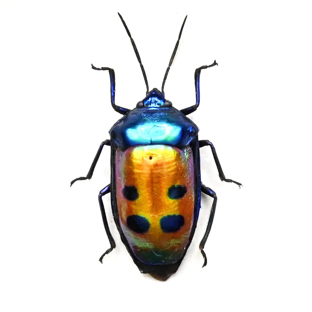 Real metallic Mangrove Jewel Bug framed taxidermy - Calliphara caesar