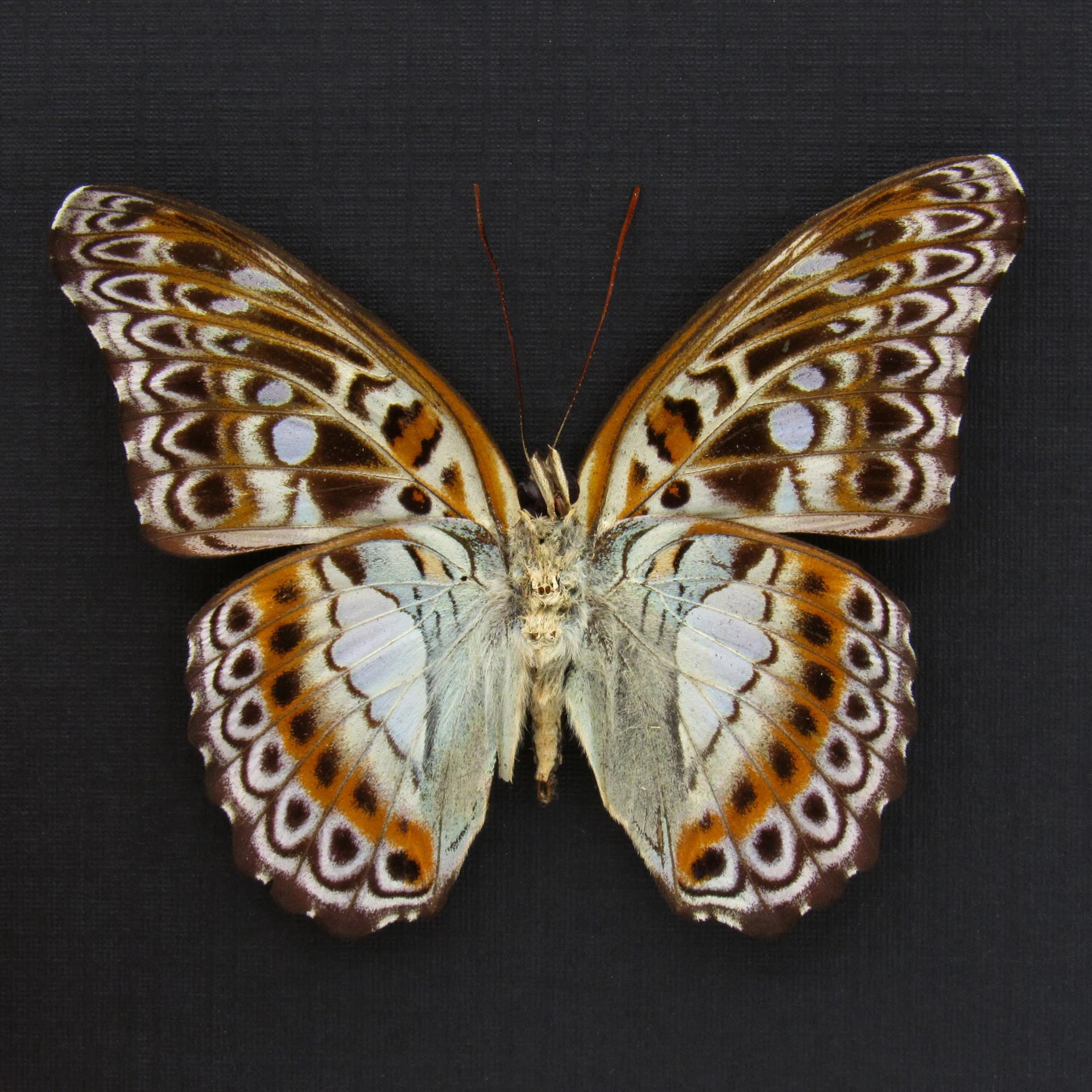Real lavender butterfly framed taxidermy - Moduza lymire