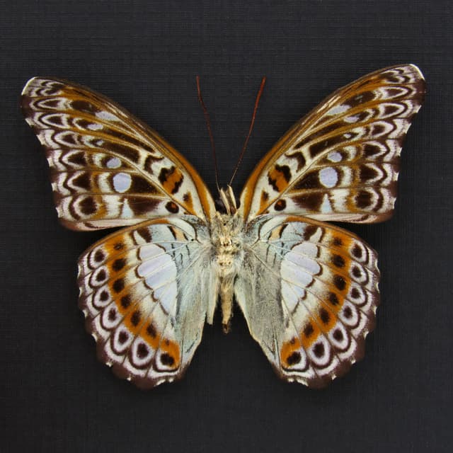 Real lavender butterfly framed taxidermy - Moduza lymire