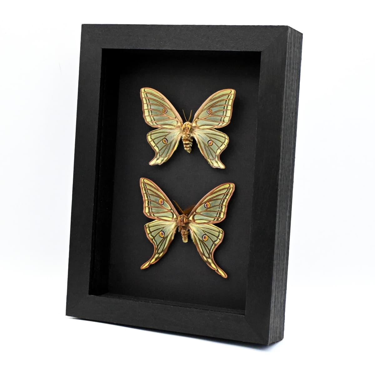 Rare Spanish Moon moths framed taxidermy - Graellsia isabellae - M+F pair