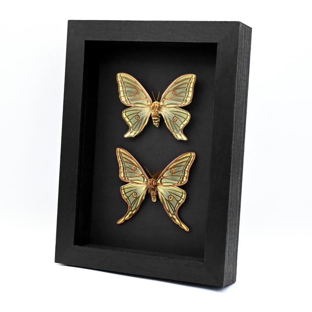 Rare Spanish Moon moths framed taxidermy - Graellsia isabellae - M+F pair