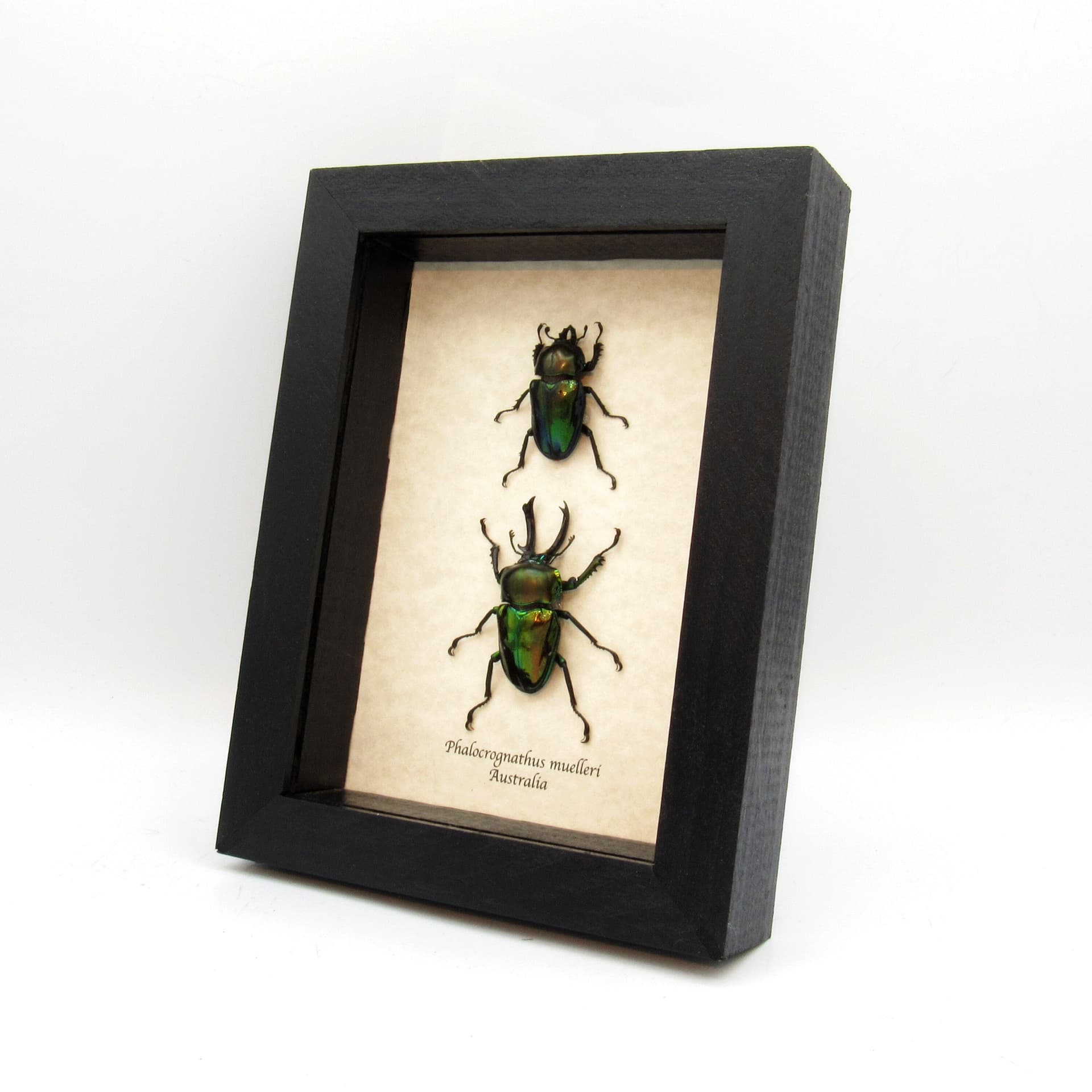 Rare Rainbow Stag beetles framed taxidermy - Phalacrognathus muelleri - M+F pair