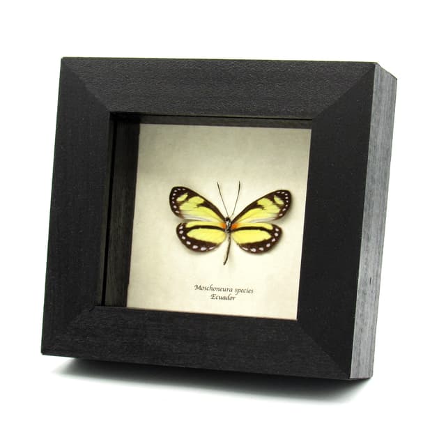 Real yellow Longwing butterfly framed taxidermy - Moschoneura species