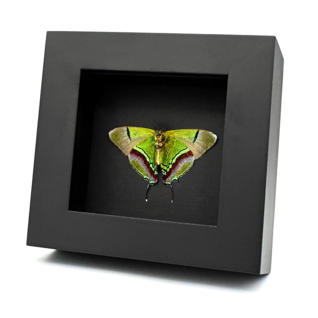Real metallic green butterfly framed taxidermy - Evenus regalis - Victorian mount