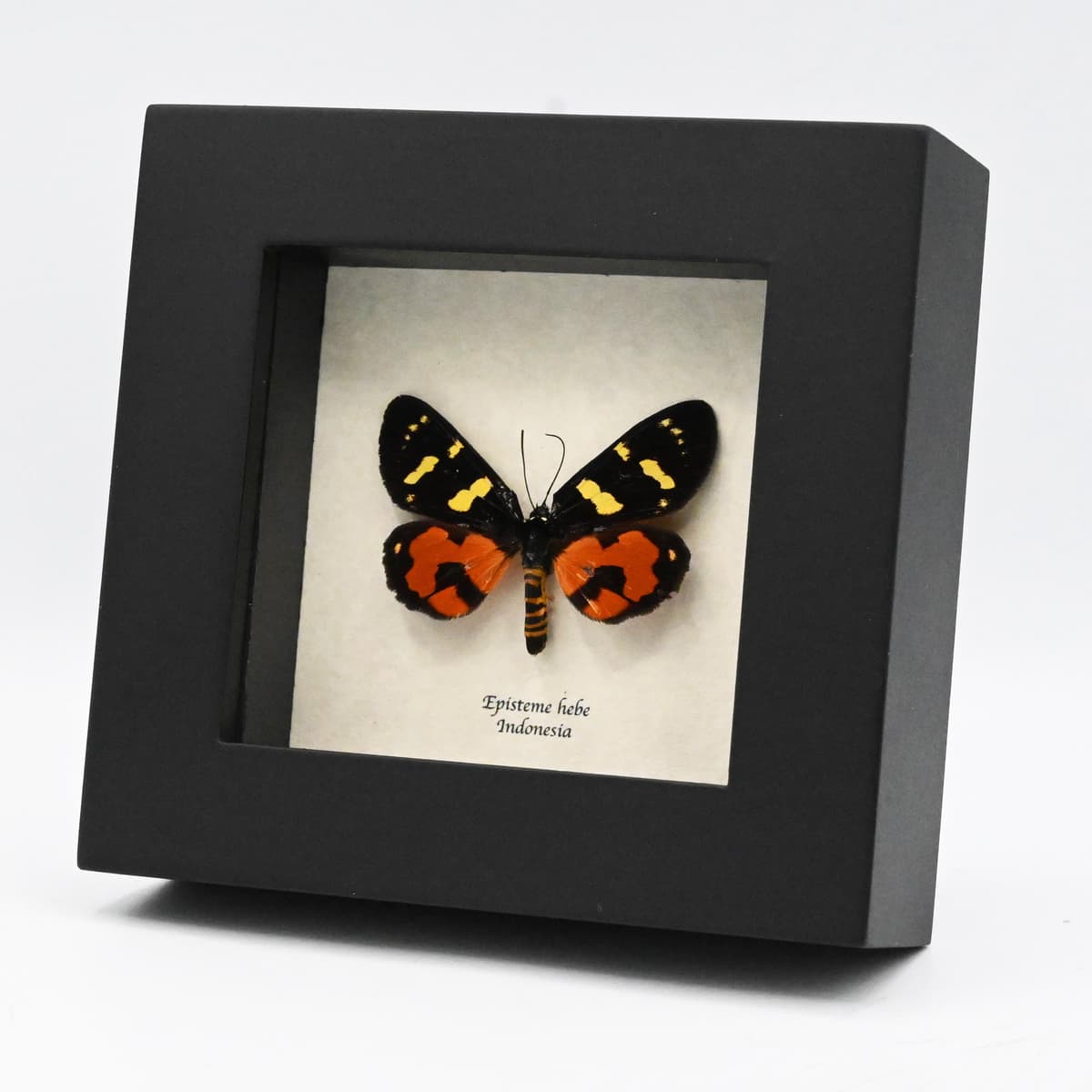 Real Noctuid moth framed taxidermy - Episteme hebe