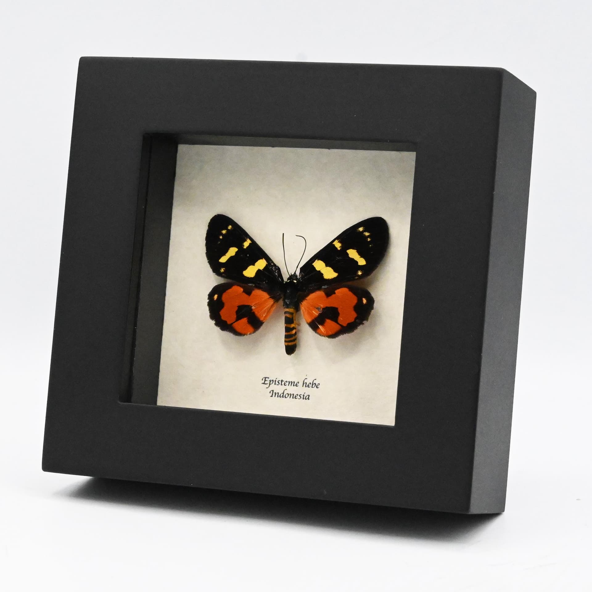 Real Noctuid moth framed taxidermy - Episteme hebe