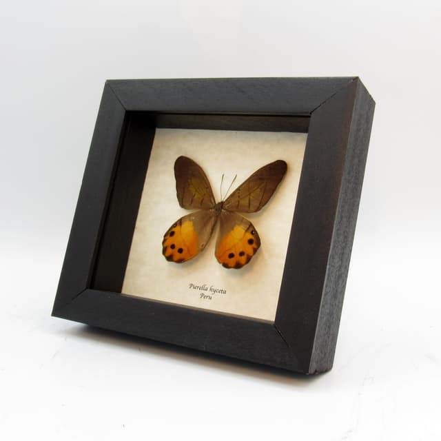 Real yellow butterfly framed taxidermy - Pierella hyceta
