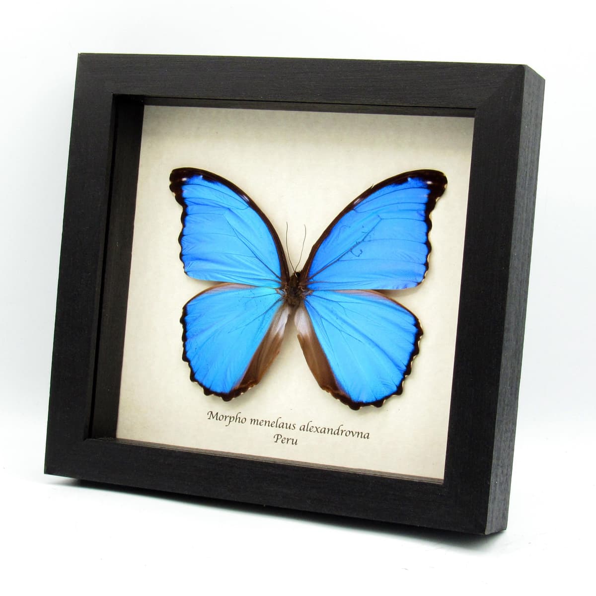 Real giant metallic blue Morpho butterfly framed taxidermy - Morpho menelaus alexandrovna