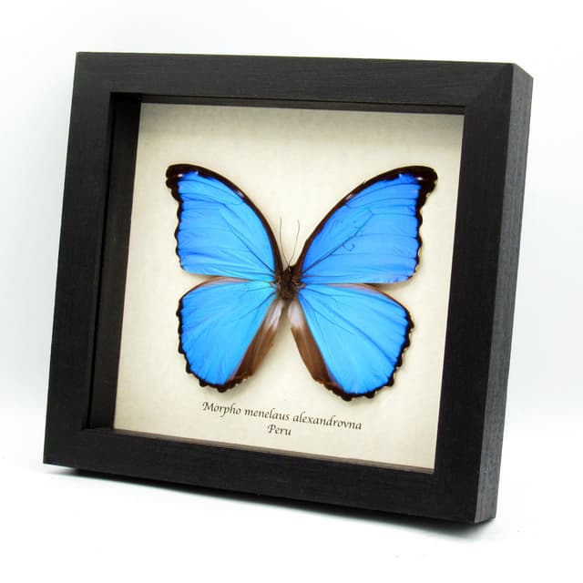 Real giant metallic blue Morpho butterfly framed taxidermy - Morpho menelaus alexandrovna