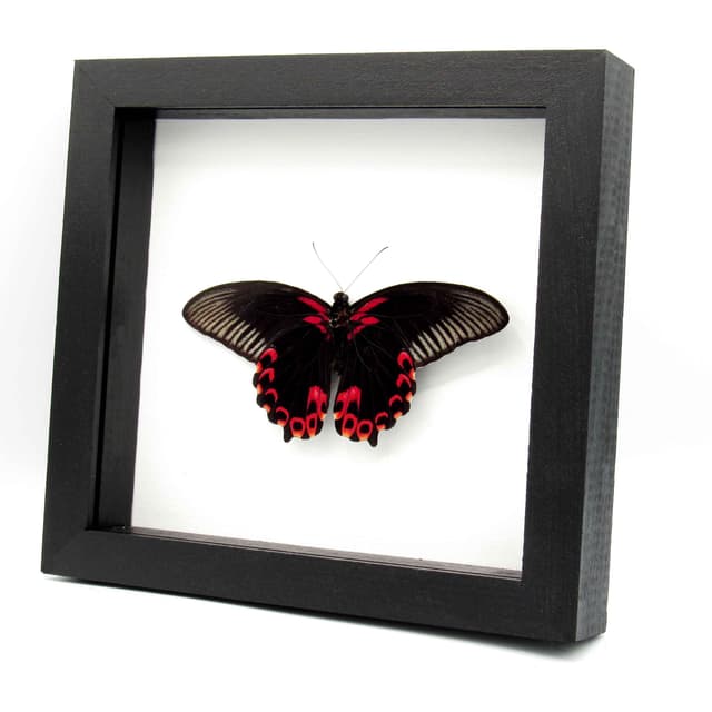 Real red Swallowtail butterfly framed taxidermy - Papilio deiphobus deiphontes - Victorian mount