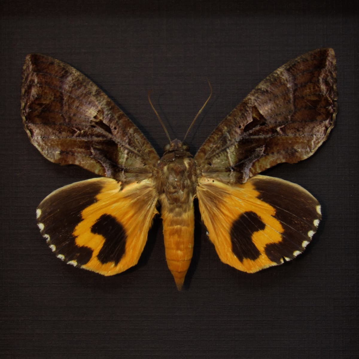 Real fruit piercing moth framed taxidermy - Eudocima species
