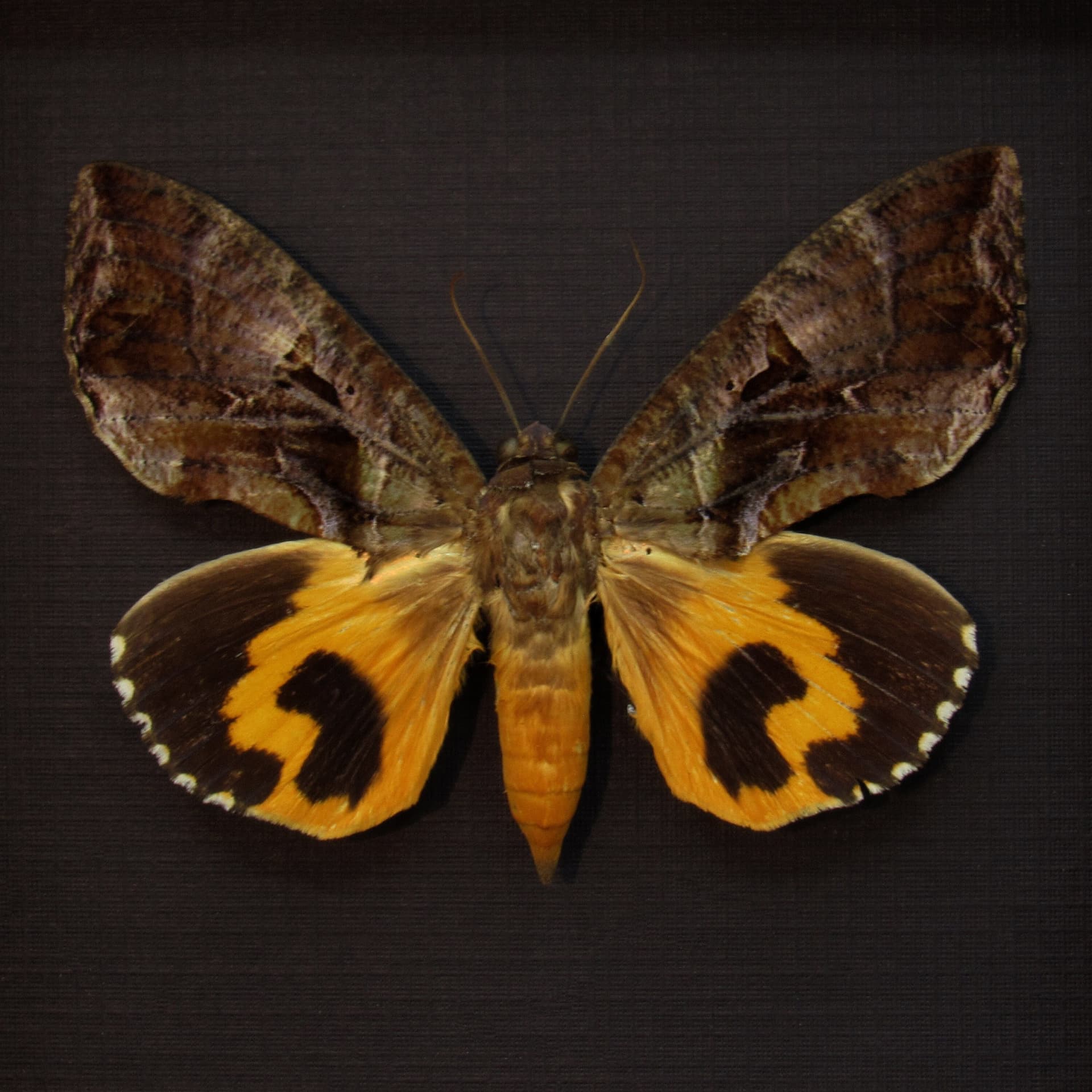 Real fruit piercing moth framed taxidermy - Eudocima species