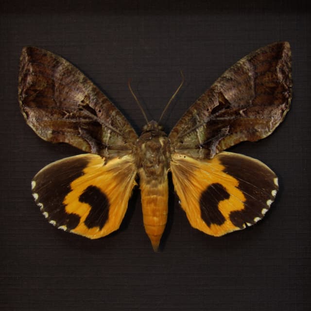 Real fruit piercing moth framed taxidermy - Eudocima species