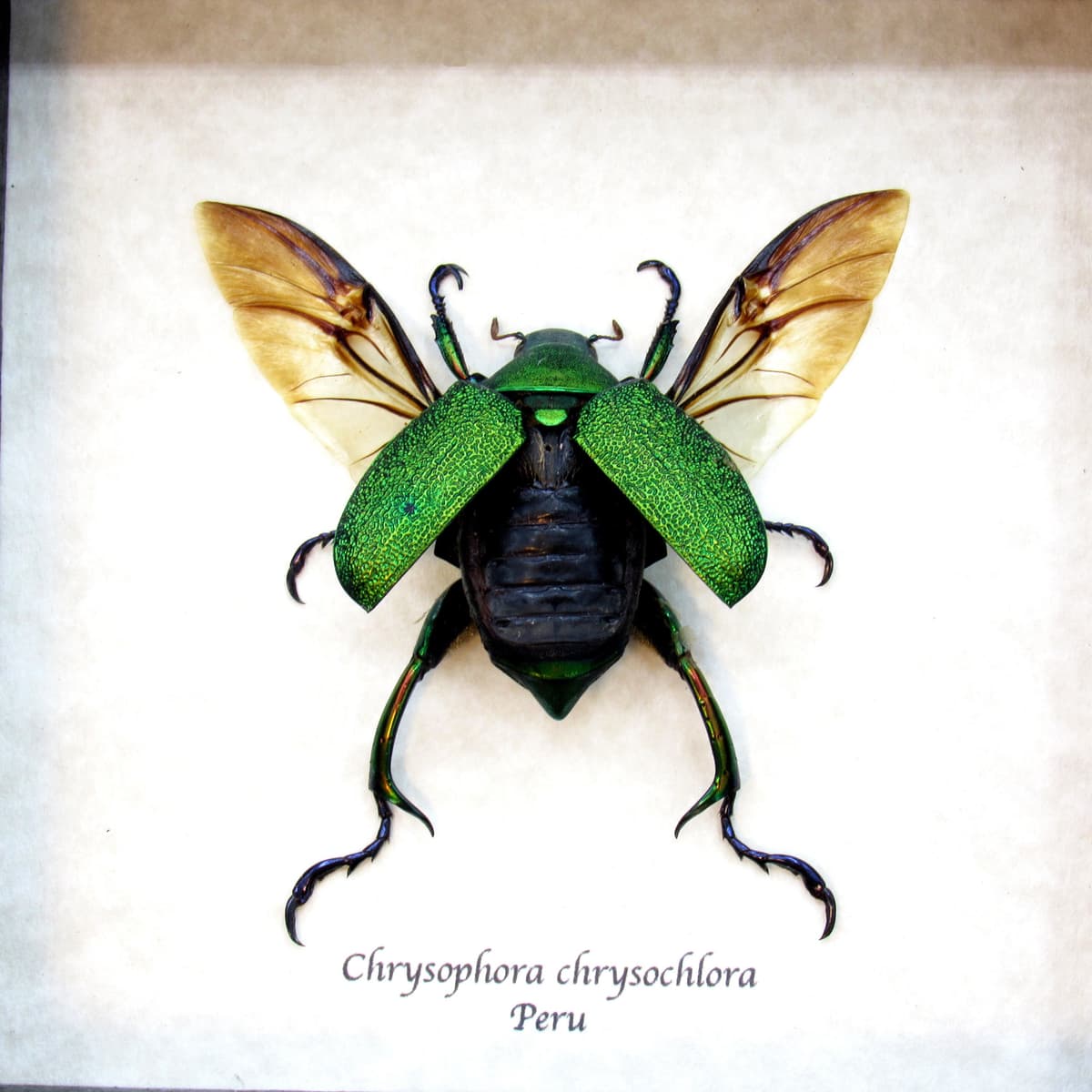 Real metallic green Frog Scarab beetle framed taxidermy - Chrysophora chrysochlora - large