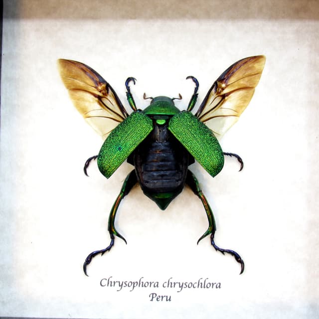 Real metallic green Frog Scarab beetle framed taxidermy - Chrysophora chrysochlora - large