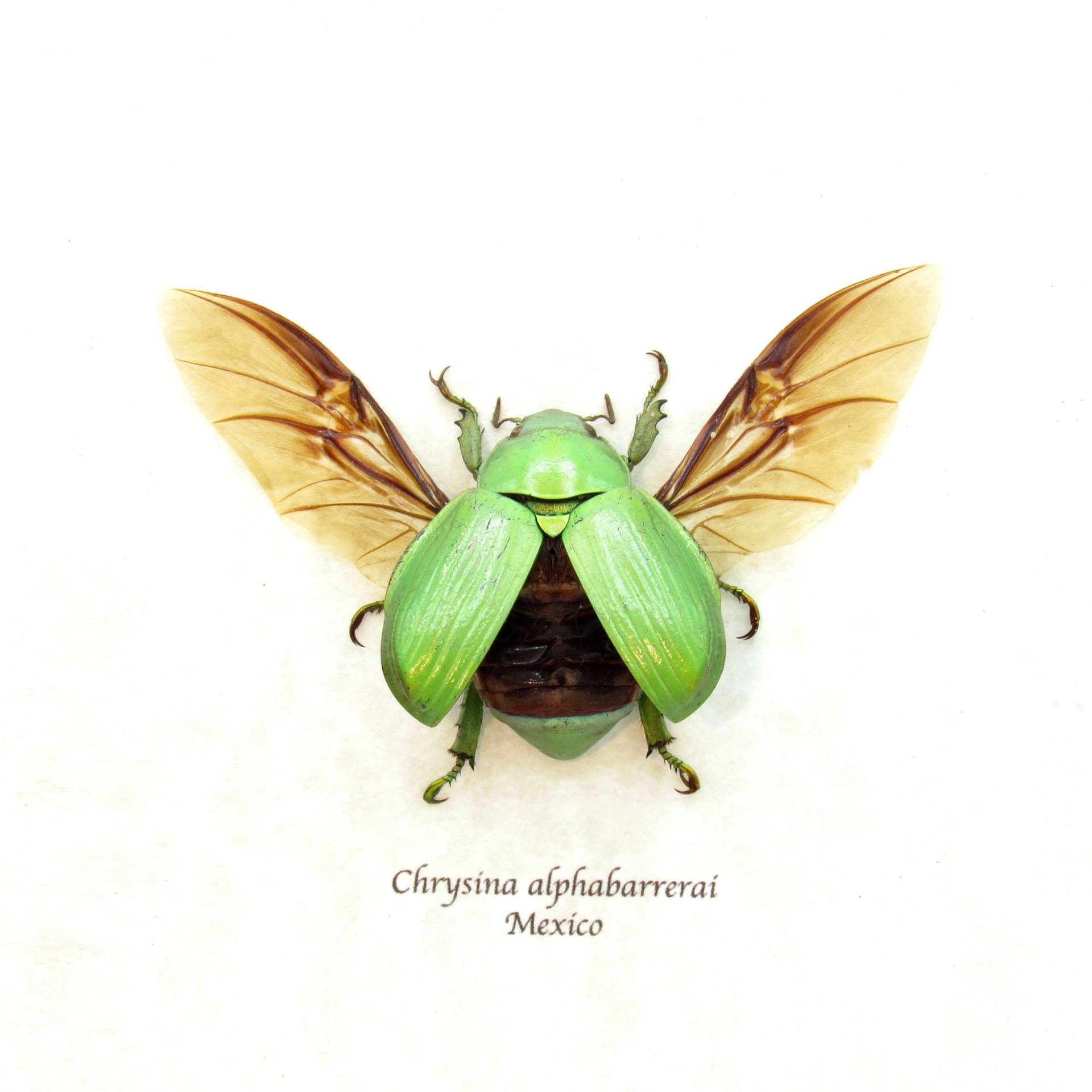 Real green Jewel Scarab beetle framed taxidermy - Chrysina alphabarrerai