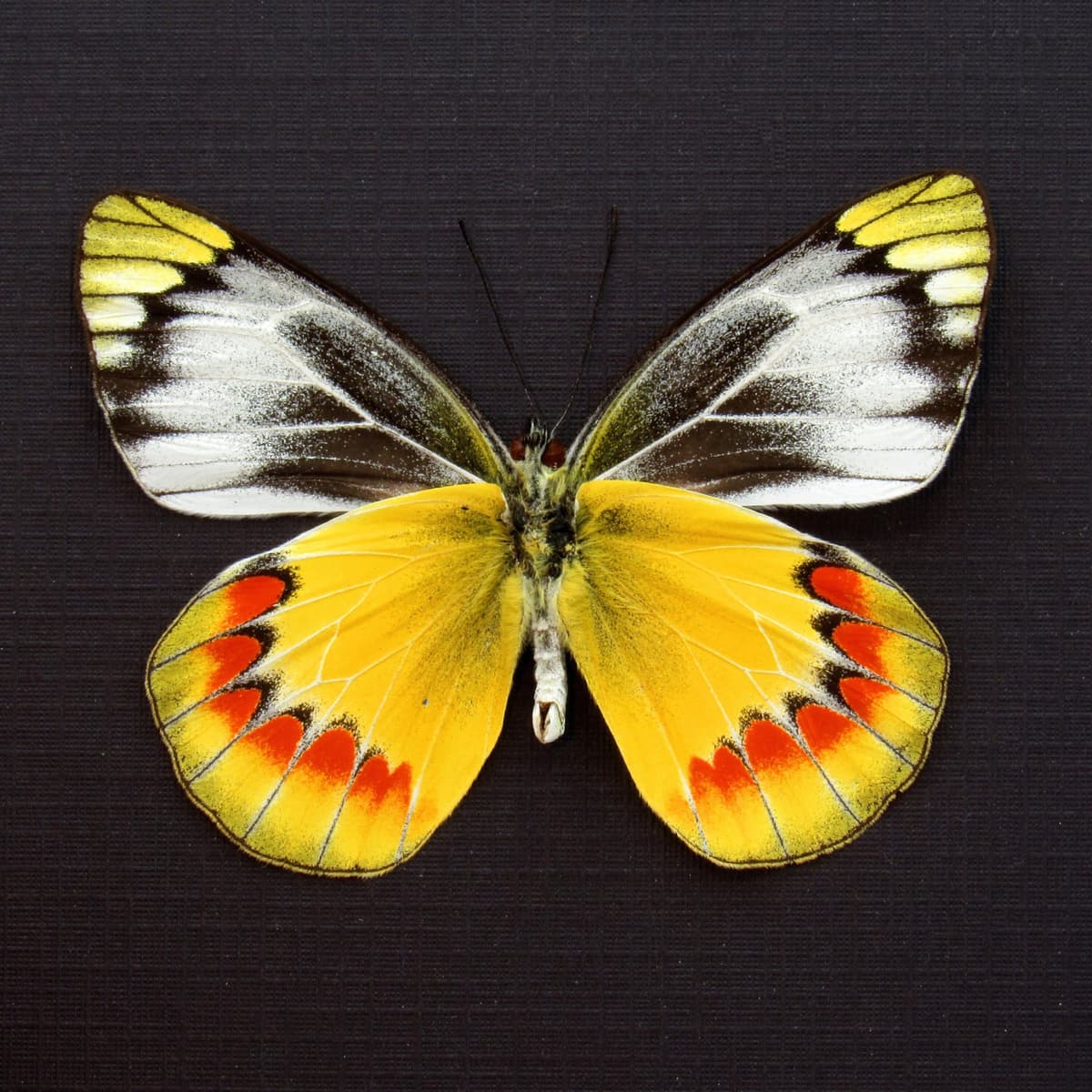 Real yellow Delias butterfly framed taxidermy - Delias sambawana