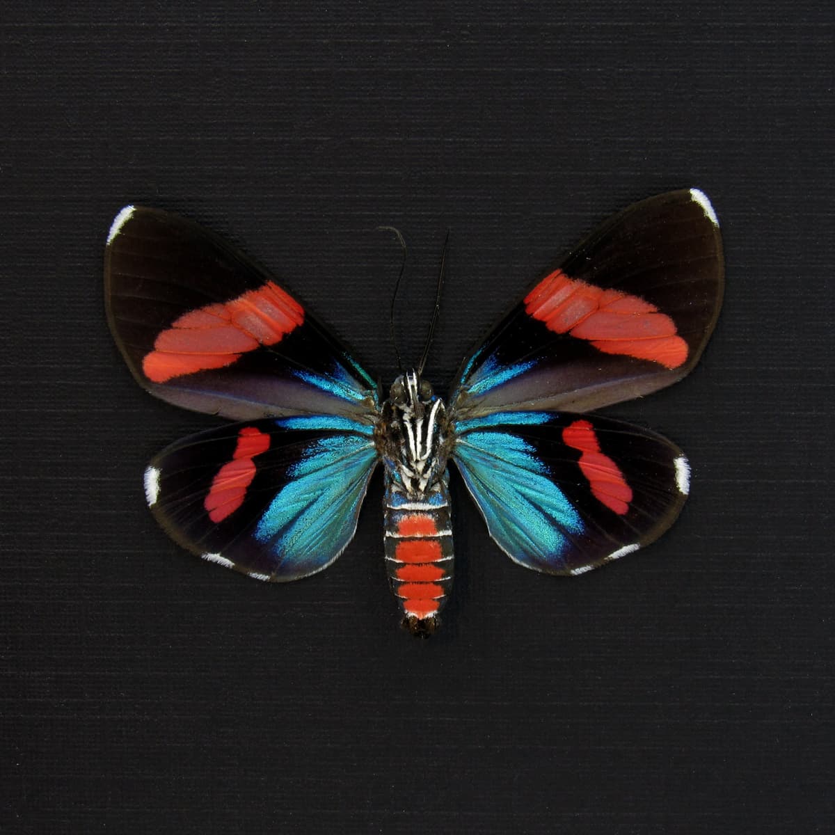 Real metallic Day Flying moth framed taxidermy - Hypocrita glauca