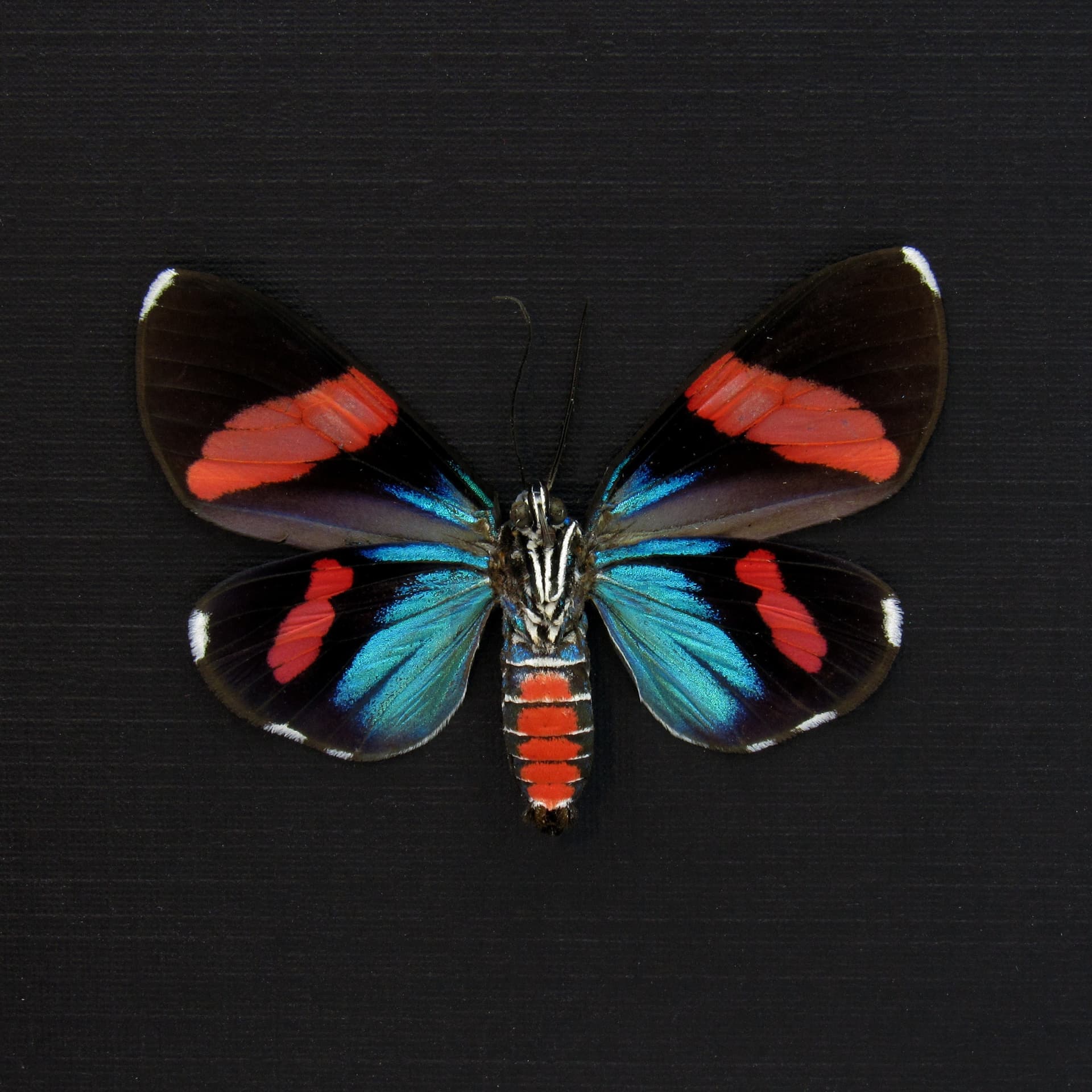 Real metallic Day Flying moth framed taxidermy - Hypocrita glauca