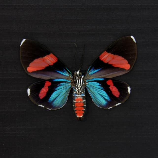 Real metallic Day Flying moth framed taxidermy - Hypocrita glauca