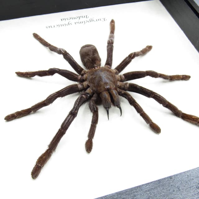 Real XL hairy fanged tarantula spider framed taxidermy - Eurypelma spinicrus